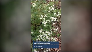 Anthemis nobilis English [upl. by Heng]