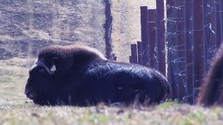 The Musk Ox Farm in Palmer AK has a new baby musk ox [upl. by Emalee541]