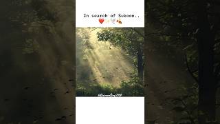 In search of sukoon❤️✨🕊️🍂 shorts nature statusexplore beauty love [upl. by Llen]