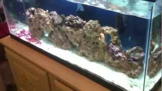 30 Gallon saltwater aquarium update New Bicolor Angelfish [upl. by Kera]