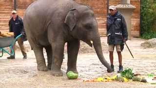 Elefant Ludwig verabschiedet sich zum Geburtstag aus dem Tierpark Hellabrunn in München [upl. by Seaddon583]