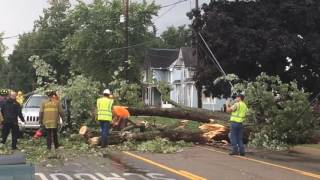 Fallen tree in Stockbridge brings down power lines [upl. by Salamone]