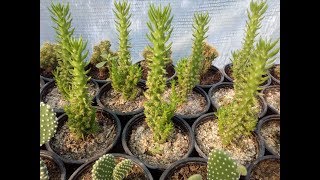 How to grow cactus Austrocylindropuntia subulata monstrosa [upl. by Gretal]