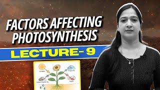 9Factors Affecting Photosynthesis Photosynthesis in Higher PlantsNEETClass 11 [upl. by Einal]