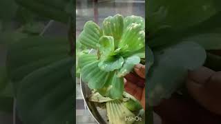 water lettucewater cabbage plant care [upl. by Ecnerolf665]