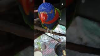 Lorikeet tamed pair available contact 9744508861 location Trivandrum [upl. by Barn776]