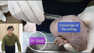 Coverings of the kidney Renal capsule Perirenal fat Renal fascia Pararenal fat [upl. by Coleman776]