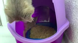 A little kitten goes to the litter box for the first time under the supervision of a cat [upl. by Jaddo894]