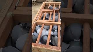 pigeons Basketing ready to race racingpiegon pigeon shortvideoreels viral pets birds [upl. by Rednav]