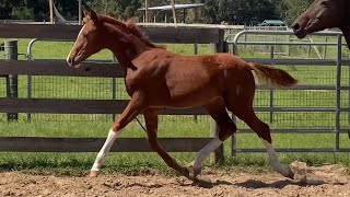 Enchante ESH  2024 Hanoverian Filly  Escudo IRapture R [upl. by Akena]