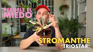 🌱 Cuidando Plantas Stromanthe triostar 🌱 Todas las claves para que no pare de crecer 💡 [upl. by Ellerehc]