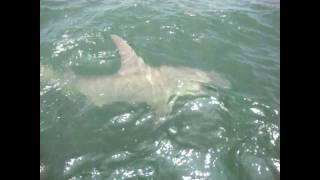 BIG Hammerhead Shark  Hilton Head SC  Outcast Sport Fishing [upl. by Beitz740]