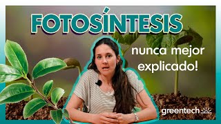 La fotosíntesis nunca mejor explicada  Las plantas son organismos autótrofos [upl. by Esdras]