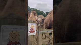 Feeding camels at Jimmy Farm jimmywildlifepark￼ [upl. by Jarrell]