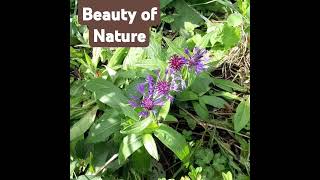 Cornflower and Bee nature flowers bees Ireland [upl. by Ezmeralda]