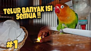 Mengatasi Lovebird Gestang Agar Mau Kawin  Ternak Lovebird [upl. by Saphra153]