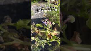 Borage edibleflowers bluefoods 1minhealthier borageflowers foodfoundation [upl. by Galer]