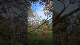 Tiger is seeing the tree subscribenow wildlife shortvideos viralvideos [upl. by Lessirg571]