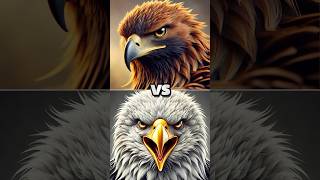 Bald Eagle VS Golden Eagle  Who Would Win in a Fight Between These Two Animals [upl. by Rainger463]