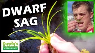 How to grow foreground plants Dwarf Sag Species Sunday [upl. by Nonnair102]