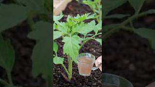 Most Effective Organic Fertilizer For Any Plant [upl. by Cassondra728]