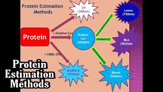 Top Five Protein Estimation Methods  Preparation of Standard Curve  Dr Nagendra Singh  PENS36 [upl. by Hannaj237]