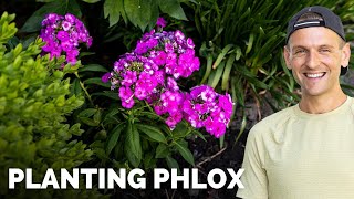 Planting Phlox in My Perennial Bed  Peony Pruning  Gardening with Wyse Guide [upl. by Enttirb]