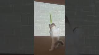 最近は一緒に映画鑑賞🍿🎬shorts ねこ cat ねこ動画 [upl. by Onaled932]