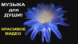 Музыка для Души Релакс Красивая Музыка Музыка в стиле Энигма [upl. by Kellsie]