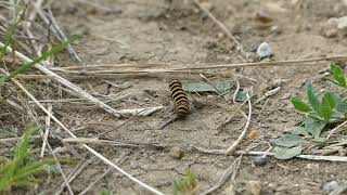 Caterpillars and Chaser Dragonfly [upl. by Collar]