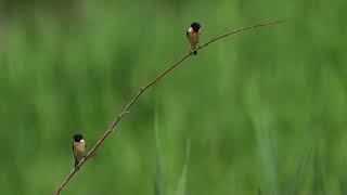 东亚石䳭 Amur Stonechat [upl. by Neerual]