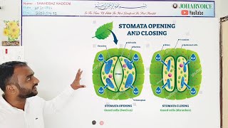 stomatal movement  theories and mechanisms  photosynthesis starch suger malate k pump theory [upl. by Avner]