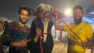 Mishkat Ko Konsa Bachra Pasand Aya  Mola Jutt In DALFA Cattle Show 💥😍🔥  AR Maani [upl. by Leisha]