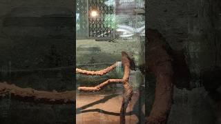 Python at Alipore Zoo Kolkata python snake trendingshorts shorts ytshorts viralvideo [upl. by Faso129]