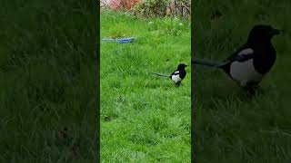 Magpie seeing the pigeons off autumnwatch [upl. by Otsedom23]