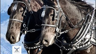 quotFor Sale Stunning Percheron Draft Horse Team  Your Perfect Powerhouse Companionquot [upl. by Aneerbas53]