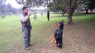 Adiestramiento canino avanzado [upl. by Reemas231]