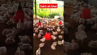 Poultry farm me ye kya hua😐poultry shortvideo [upl. by Nitram732]