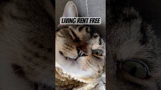 Freeloading cat lives in house rent free cattitude funnyanimals funnyanimals catlover [upl. by Ripp555]