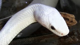 Zmija obsoleta│Leucistic Texas Rat Snake Black Eye│Javni akvarijum i tropikarijum Beograd 21 [upl. by Valerle720]