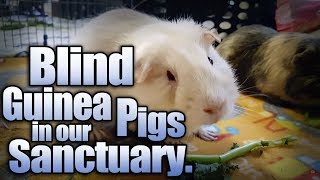 Is your guinea pig blind Blind Guinea Pigs in our Sanctuary [upl. by Rellim]