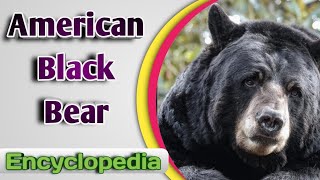 American Black Bear Ursus Americanus – Audio  Video Encyclopedia [upl. by Niddala832]