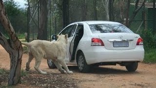 Top 5 Lion attacks car on kruger national park and Masai Mara National Reserve 2017 [upl. by Adamson65]