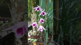 Beautiful Vesak orchid  Dendrobium maccarthiae [upl. by Kyd]