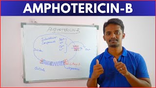 Antifungal Drugs  Mechanism of AmphotericinB [upl. by Albertson940]