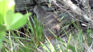 Rock Cavy [upl. by Guthry106]