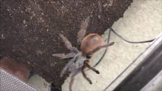 Rehousing 3 females of Aphonopelma mooreae [upl. by Yleoj]