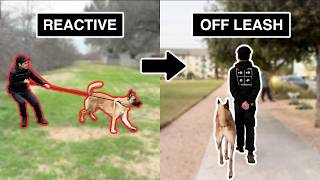 How I took this dog from REACTIVE to OFFLEASH My 4Step Process [upl. by Emmer]