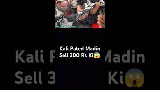 Kali Pated Madin Sell Rs 300 Only 😱😱reelsvideo trendingshorts virlshorts pigeon pigeonbaz shok [upl. by Ehsiom]