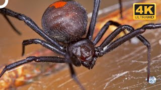 Redback Spider The Infamous Deadly Black Widow Of Australia  4K Animal Documentary [upl. by Eyllek]